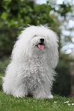 BICHON BOLONAIS 039